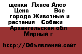 щенки  Лхаса Апсо › Цена ­ 20 000 - Все города Животные и растения » Собаки   . Архангельская обл.,Мирный г.